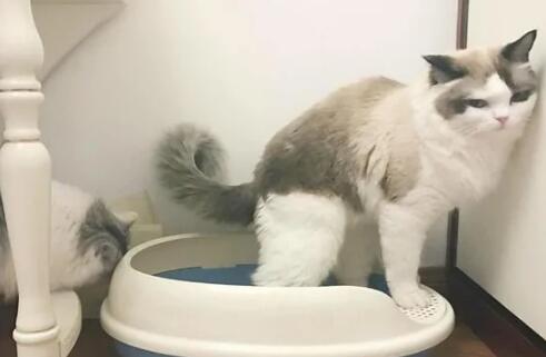 ever clean 猫砂可以冲厕所吗 ever clean 猫砂可以冲厕所吗