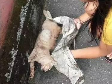 路上遇到流浪猫的尸体 小朋友温暖地安葬了它