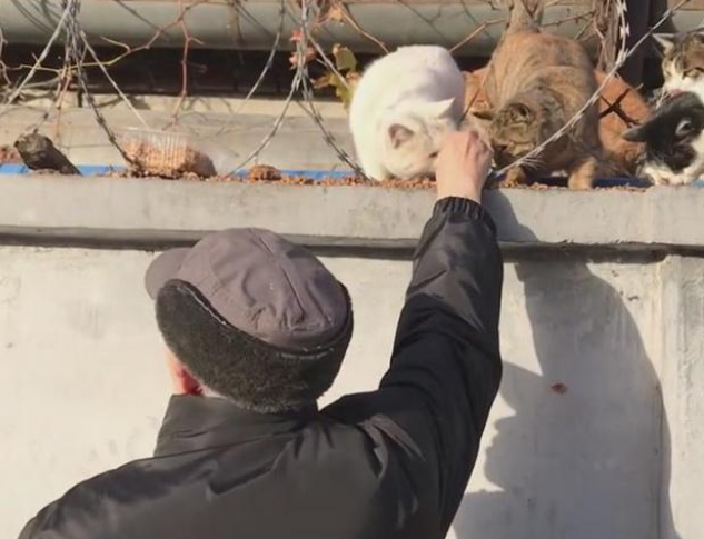 七旬大爷坚持喂猫二十年,只为猫好,网友:这才是真正的爱猫者 七旬大爷坚持喂猫二十年,只为猫好,网友:这才是真正的爱猫者