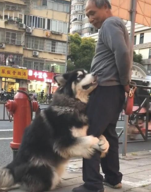 大爷遛猫遛狗太累了要回家,阿拉斯加却紧抱他大腿根部撒娇:我想再玩一会! 大爷遛猫遛狗太累了要回家,阿拉斯加却紧抱他大腿根部撒娇:我想再玩一会!