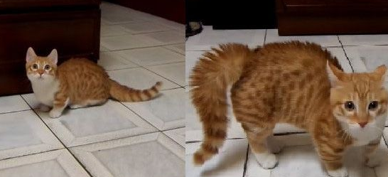 装狠的小短腿！ 猫咪全身炸毛装凶挑衅爸爸