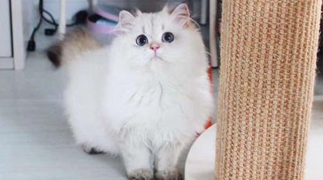 波斯猫一年可以生几个小猫?不知道的快来看看! 波斯猫一年可以生几个小猫?不知道的快来看看!