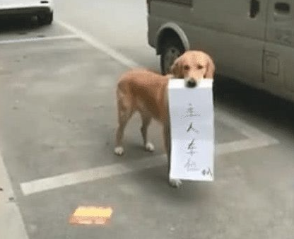 马路边停车位上站着一只大金毛，看过狗狗小纸条上的字，过路人都笑了！
