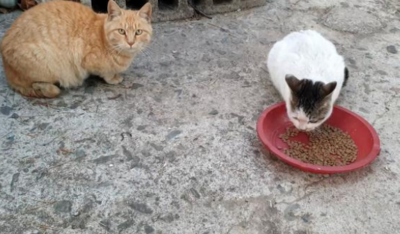 喂了一只流浪猫,它隔三岔五送礼上门,还把孩子送给好心人 喂了一只流浪猫,它隔三岔五送礼上门,还把孩子送给好心人
