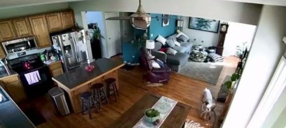 竟然惨遭水患!原来是一只顽皮的狗狗把水管咬进家里 竟然惨遭水患!原来是一只顽皮的狗狗把水管咬进家里