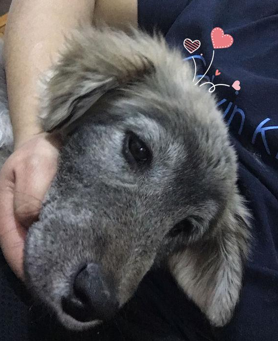 流浪犬恶狠狠的望着店内，要想讨些食吃，却硬生生被老板娘给吓退