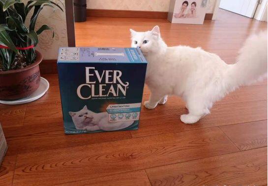everclean猫砂测评