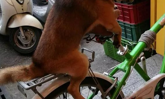商场禁止带上宠物入内,柴犬饲主灵机一动,想到了那样一个方法! 商场禁止带上宠物入内,柴犬饲主灵机一动,想到了那样一个方法!