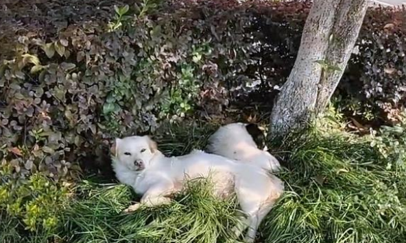 现实版“忠犬八公”，火车站苦等主人一年，好心人用爱将其感化
