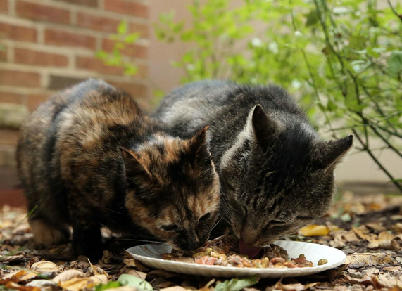 十万顿流浪猫大餐 一波爱心袭来_宠界新闻
