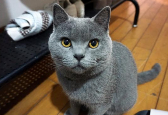 蓝猫被丢停车场,弃养原因竟是小毛病 蓝猫被丢停车场,弃养原因竟是小毛病