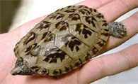 三弦巨型鹰嘴泥龟知识科普，原来它们是这么繁殖的！
