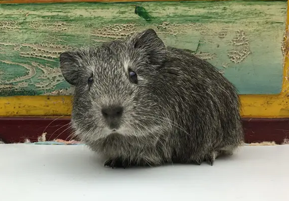 你了解自家宠物鼠吗？英种天竺鼠生病如何治疗呢？