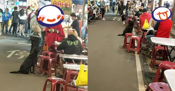 黑狗沿桌讨饭超专业 吃完一轮再重头来过