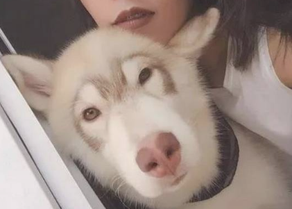 网友家的二哈长的跟小猴子一样，它是一只特别的哈士奇！