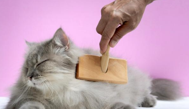 肖战竟是资深猫奴，裤子被蹭成猫毛裤，他竟一脸宠溺毫不在意