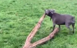 超狂比特犬散步竟捡一棵树回家,达到狗转化成就! 超狂比特犬散步竟捡一棵树回家,达到狗转化成就!