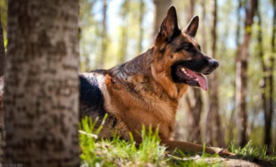 遵从天性!德国牧羊犬怎么训练圈羊? 遵从天性!德国牧羊犬怎么训练圈羊?