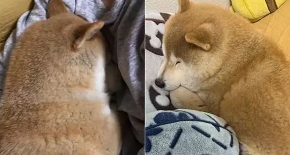 15岁柴犬躺在主人怀中入眠,如同回到最初,睡相非常讨人喜欢 15岁柴犬躺在主人怀中入眠,如同回到最初,睡相非常讨人喜欢