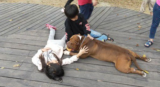 恶霸犬不要抱抱只要球球 逗趣可爱模样笑翻网友 恶霸犬不要抱抱只要球球 逗趣可爱模样笑翻网友