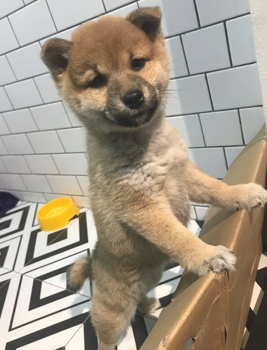 柴犬太黏人,网友用纸箱子就想遮挡它,狗:很小瞧我了吧! 柴犬太黏人,网友用纸箱子就想遮挡它,狗:很小瞧我了吧!