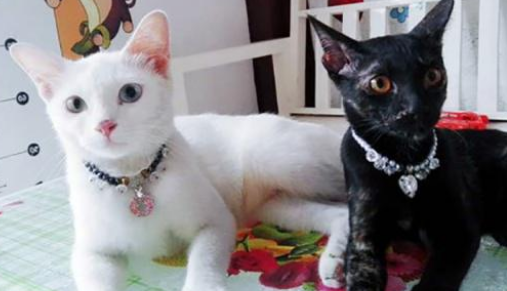 真的不是复制粘贴？那些长得一模一样的猫咪，真是傻傻分不清楚！