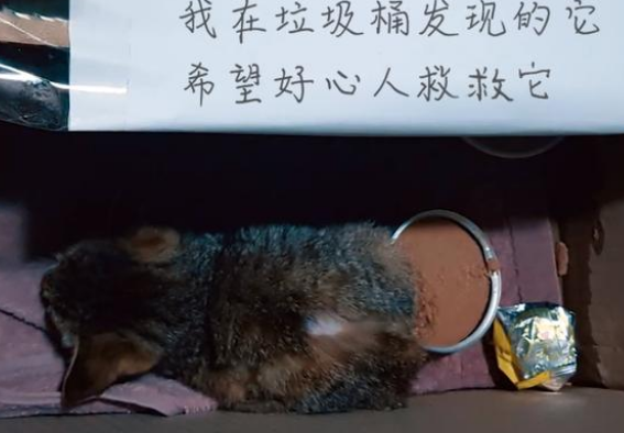 两个月大的小猫,被人弄断腿后丢进垃圾箱,它错在太信任人类? 两个月大的小猫,被人弄断腿后丢进垃圾箱,它错在太信任人类?