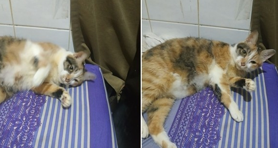 猫咪被退养3次 将安乐死 最后终于等到了一个对的人