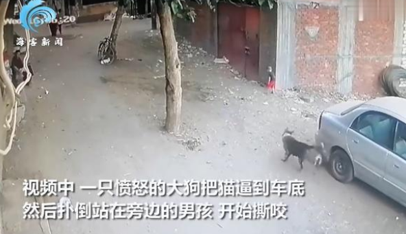 肝胆相照：男孩为救猫向狗扔石头反被扑倒，猫咪马上飞奔打狗