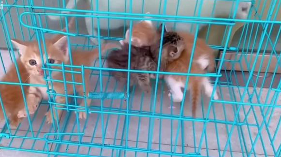 仓鼠店老板被迫养猫,直呼“我是卖仓许的啊!” 仓鼠店老板被迫养猫,直呼“我是卖仓许的啊!”