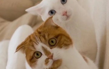 家中有猫“疯狂掉毛”？或许你可以试试这样做~