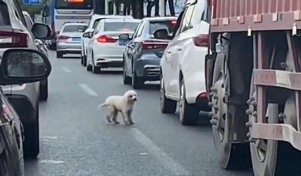 宠物狗被主人赶下车，丢在拥挤的车流中，狗狗不停扒门挽留主人