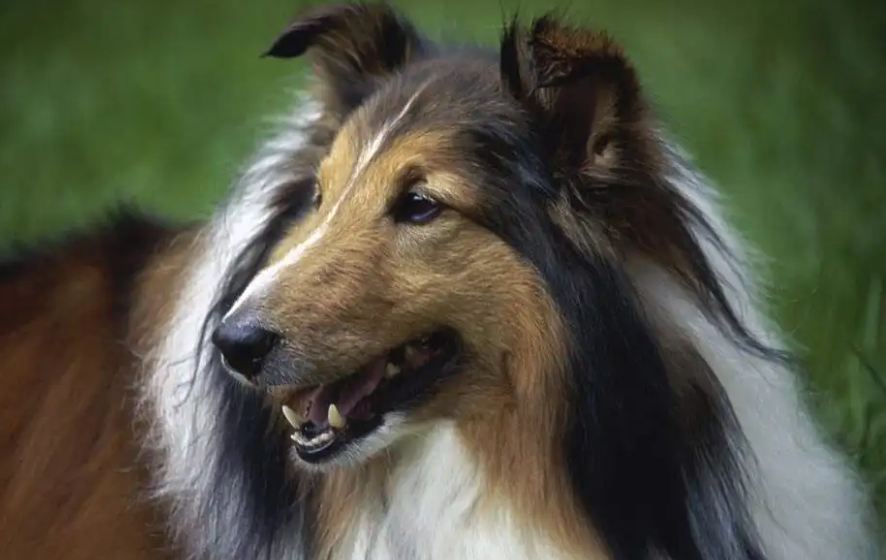 刚毛猎狐梗是柯利犬吗 刚毛猎狐梗是柯利犬吗