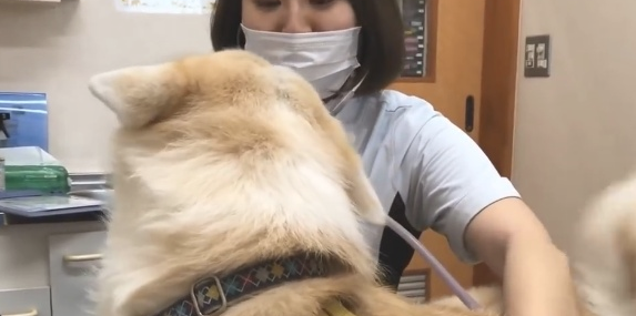 秋田犬去去医院,由于半途换了男医生,結果狗子小表情就发生变化 秋田犬去去医院,由于半途换了男医生,結果狗子小表情就发生变化