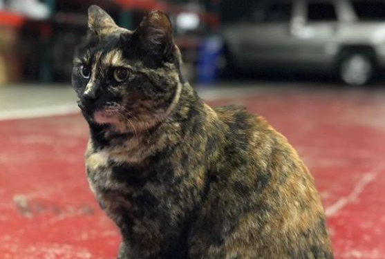 乖巧消防猫遭匿名投诉 下令被迫搬出消防局 乖巧消防猫遭匿名投诉 下令被迫搬出消防局