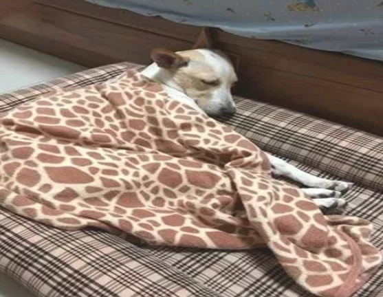 嘴馋狗偷吃了桌子上的一盘菜,主人却吓得把它送看医生! 嘴馋狗偷吃了桌子上的一盘菜,主人却吓得把它送看医生!