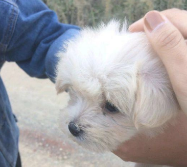 小奶狗趴到路正中间差点儿被撞倒，女生义无反顾跑以往却惹得车主呵斥