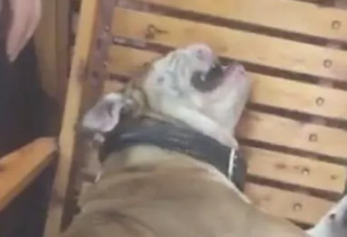 狗狗羊癫疯犯了,平躺着张开嘴巴抽动,主人家见到心痛 狗狗羊癫疯犯了,平躺着张开嘴巴抽动,主人家见到心痛