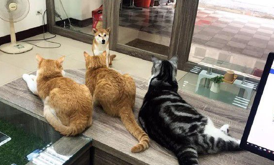 猫狗大战的前哨？ 啊柴严肃盯着桌上3只喵老大