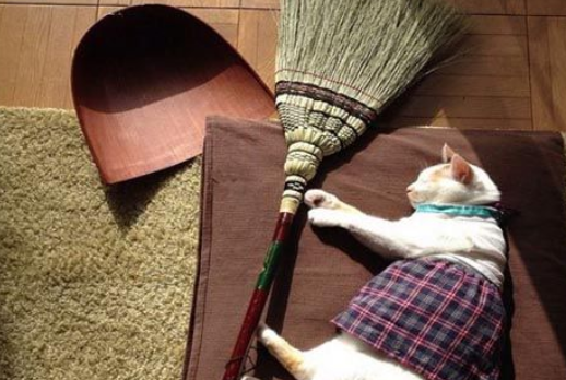 用心的猫奴爱替猫咪穿衣打扮 背后是奴才满满的爱！