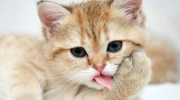 猫咪耳朵清洁小知识,你了解多少? 猫咪耳朵清洁小知识,你了解多少?