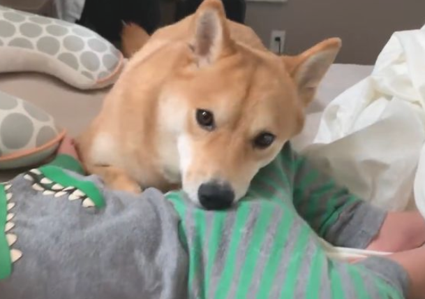 小主人出世后,想不到柴犬愈来愈忙,还能教宝宝玩手机 小主人出世后,想不到柴犬愈来愈忙,还能教宝宝玩手机