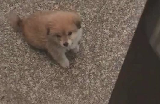 流浪犬讨食取得成功后，小家伙就一连三天出現在大门口，这下狠不下心了