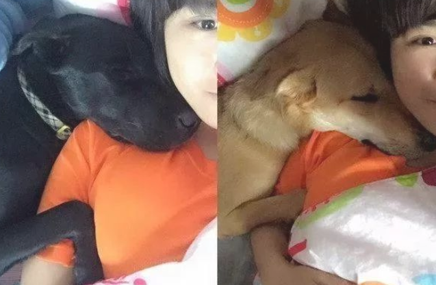 主人换新床单准备独睡,想不到出去就没位置了! 主人换新床单准备独睡,想不到出去就没位置了!