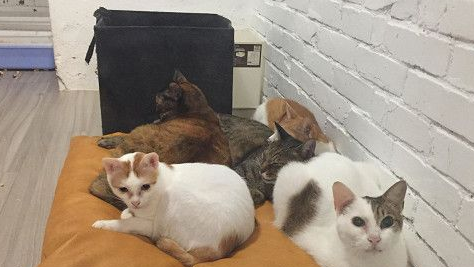 我有奴才了? 引擎盖抓到小猫一脸超呆萌表情