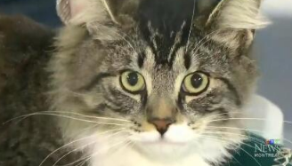 猫咪偷溜进卡车盒子里睡觉 意外经历17小时的冒险