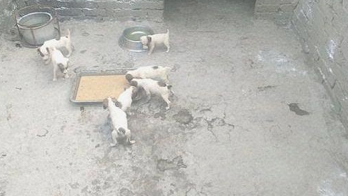 太仓犬生半个窝小狗狗,他们刚会进食就被抱离开了,确实可伶_宠界新闻