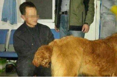 为吸人眼球盈利，黑心狗贩让泰迪和藏獒产下后代，随后天价售卖