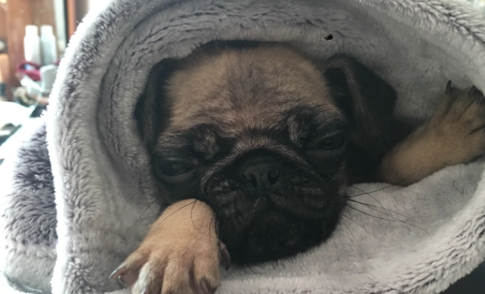 巴哥犬被教训后会记仇吗?铲屎官们要注意哦! 巴哥犬被教训后会记仇吗?铲屎官们要注意哦!