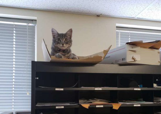 警官解救被当诱誀的小猫 却意外钟情成另类警猫